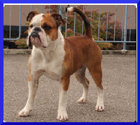 Buffo