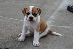Charlie8W