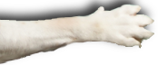 Continental