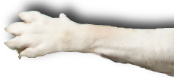 Bulldog