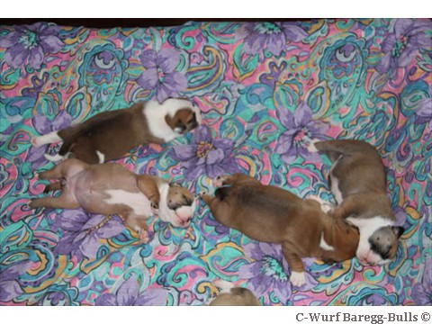 Die anderen4