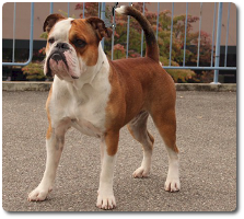 CHBuffo
