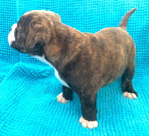3-5week