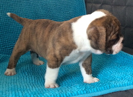 5-5week