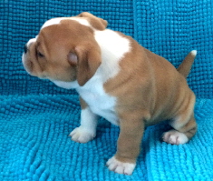 6-5week