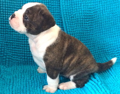 7-5week