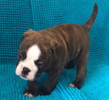 8 -5week